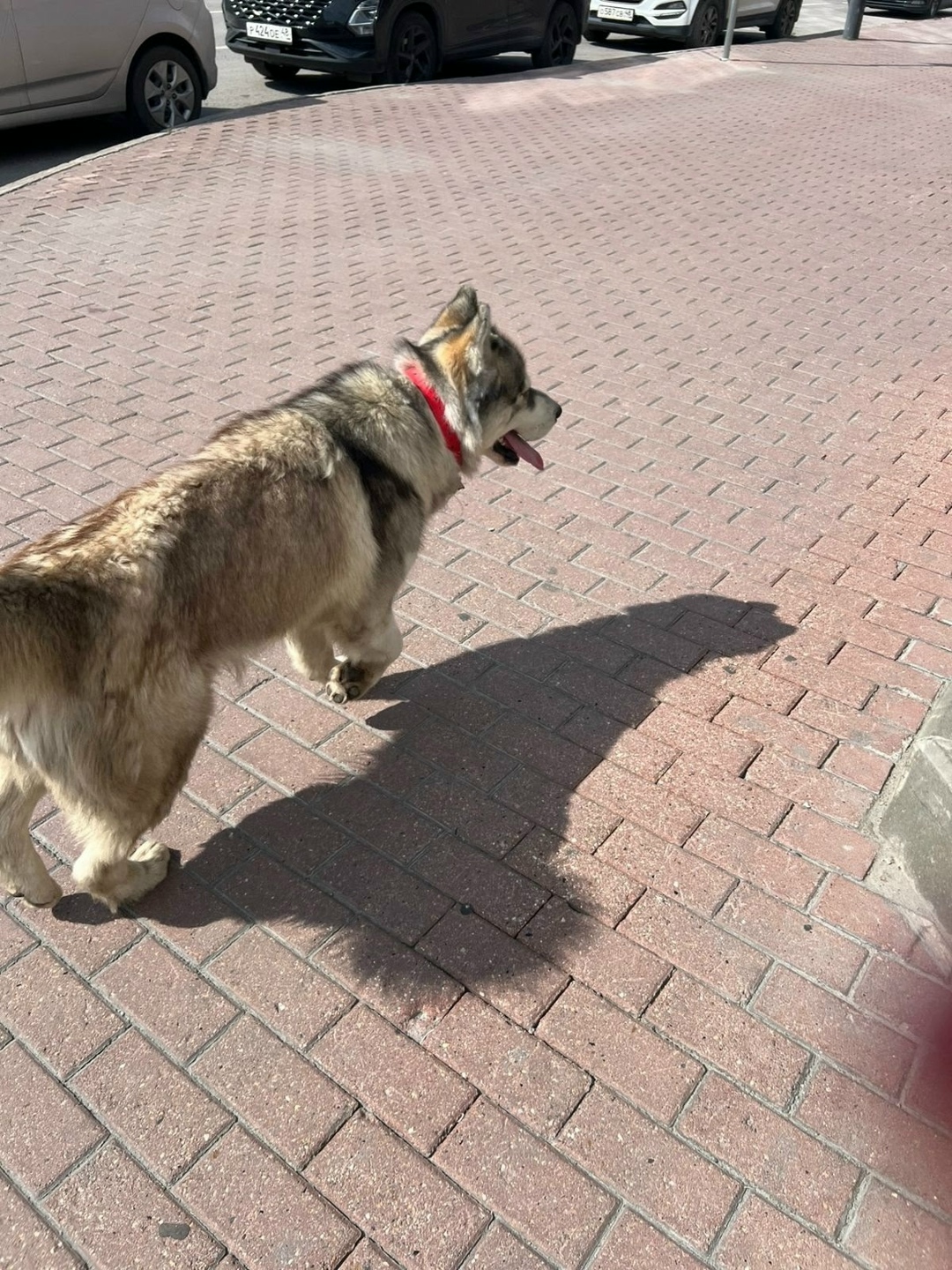 Найдена собака в Липецке — фото объявления