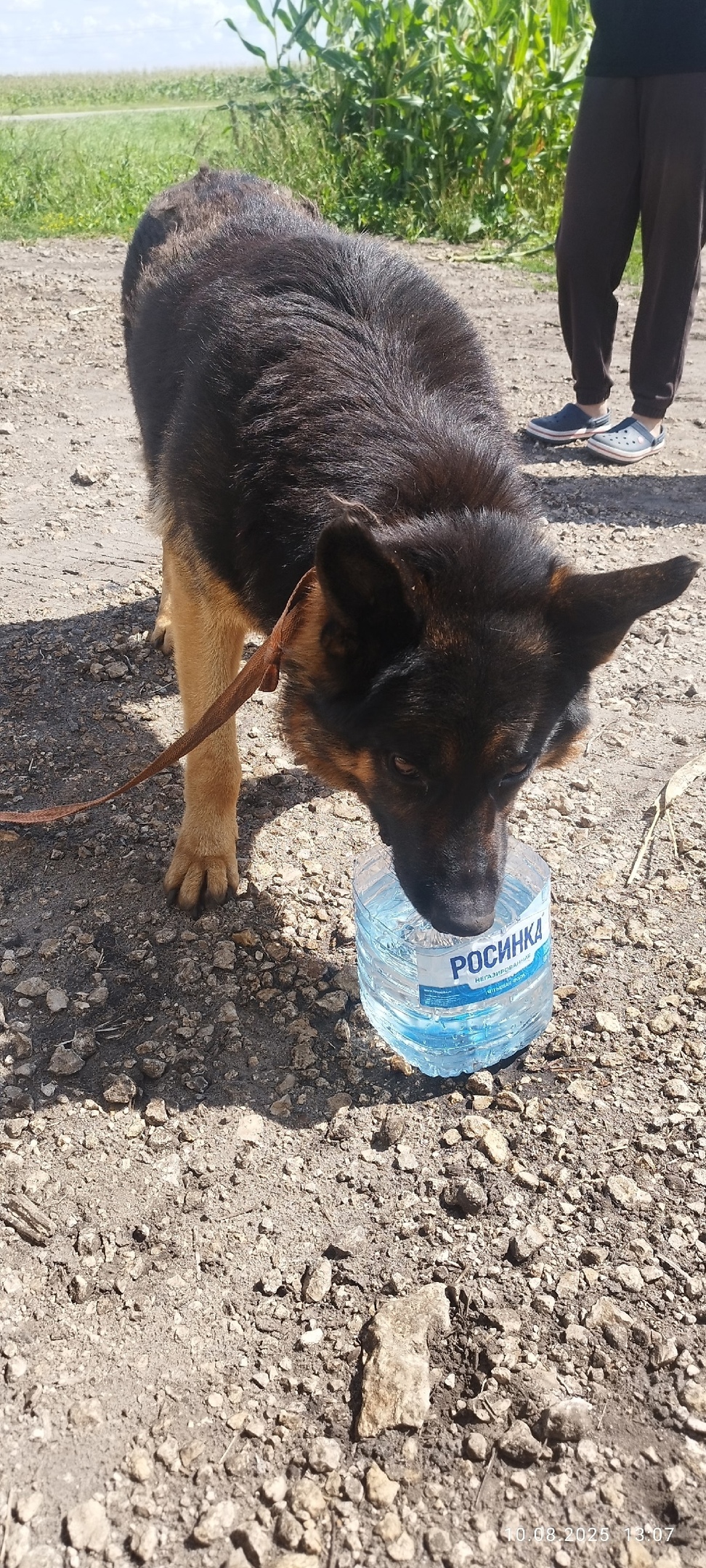 Найдена собака в Липецке — фото объявления