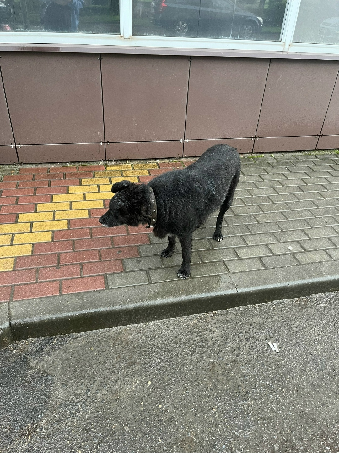 Найдена собака в Липецке — фото объявления