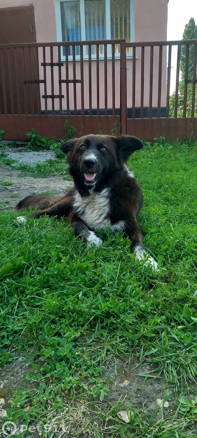 Найдена собака в Липецке — фото объявления