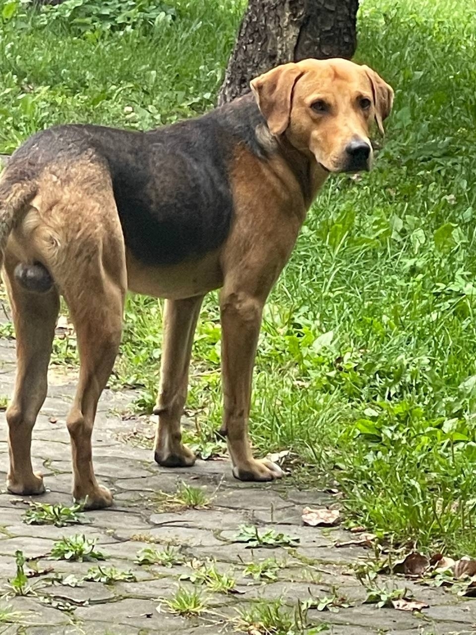 Найдена собака в Липецке — фото объявления