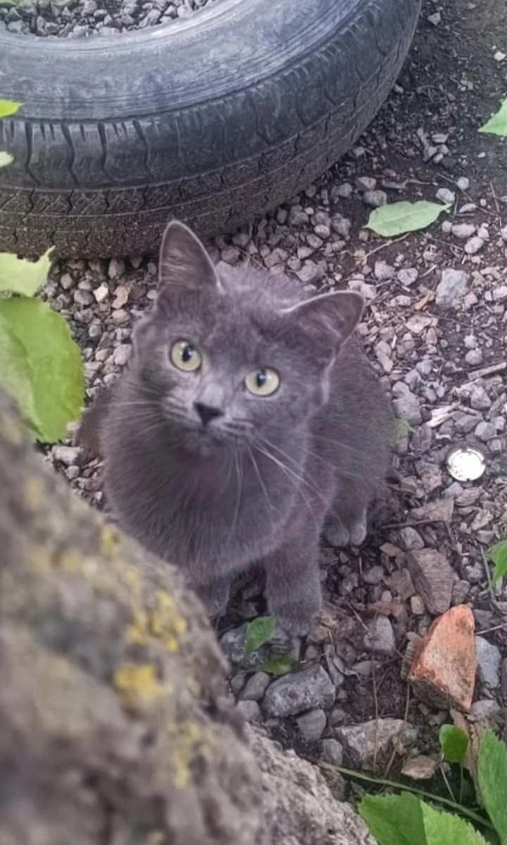 Найдена собака в Липецке — фото объявления