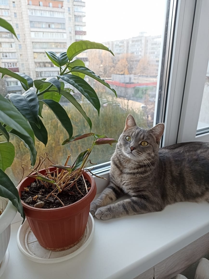 Найдена собака в Липецке — фото объявления