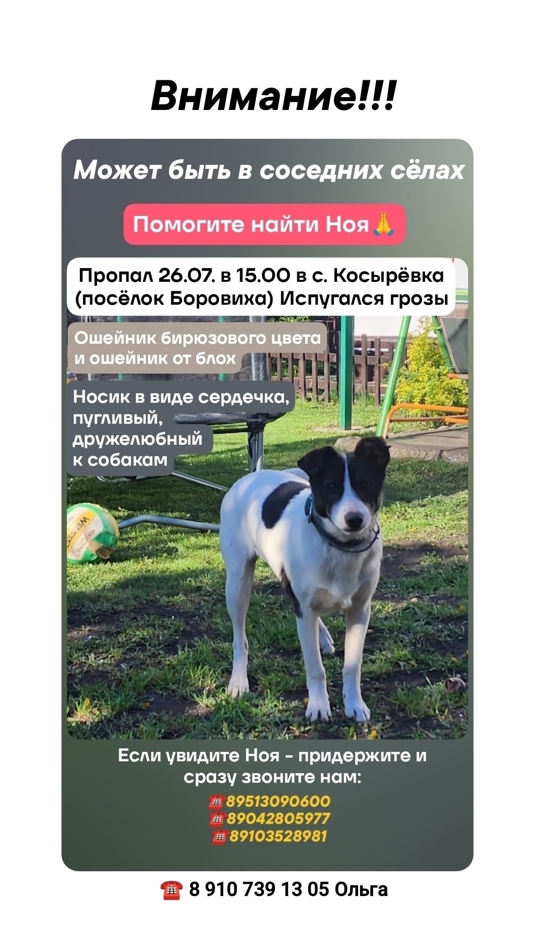 Найдена собака в Липецке — фото объявления