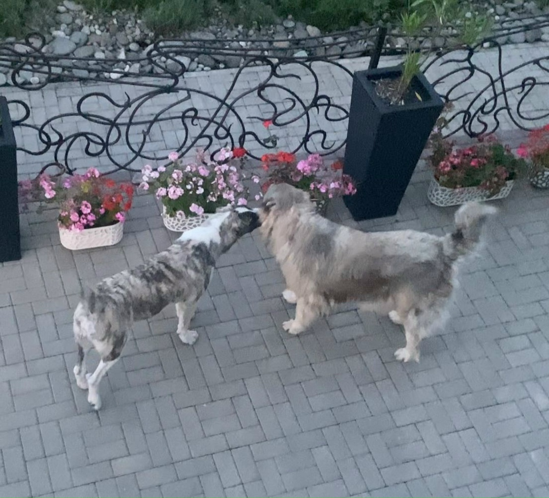 Найдена собака в Липецке — фото объявления