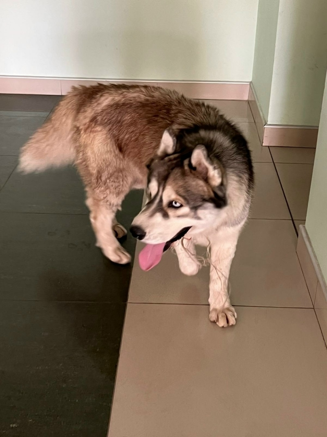 Найдена собака в Липецке — фото объявления