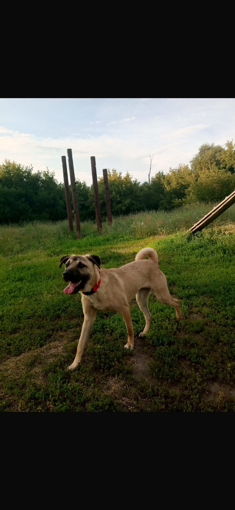 Найдена собака в Липецке — фото объявления