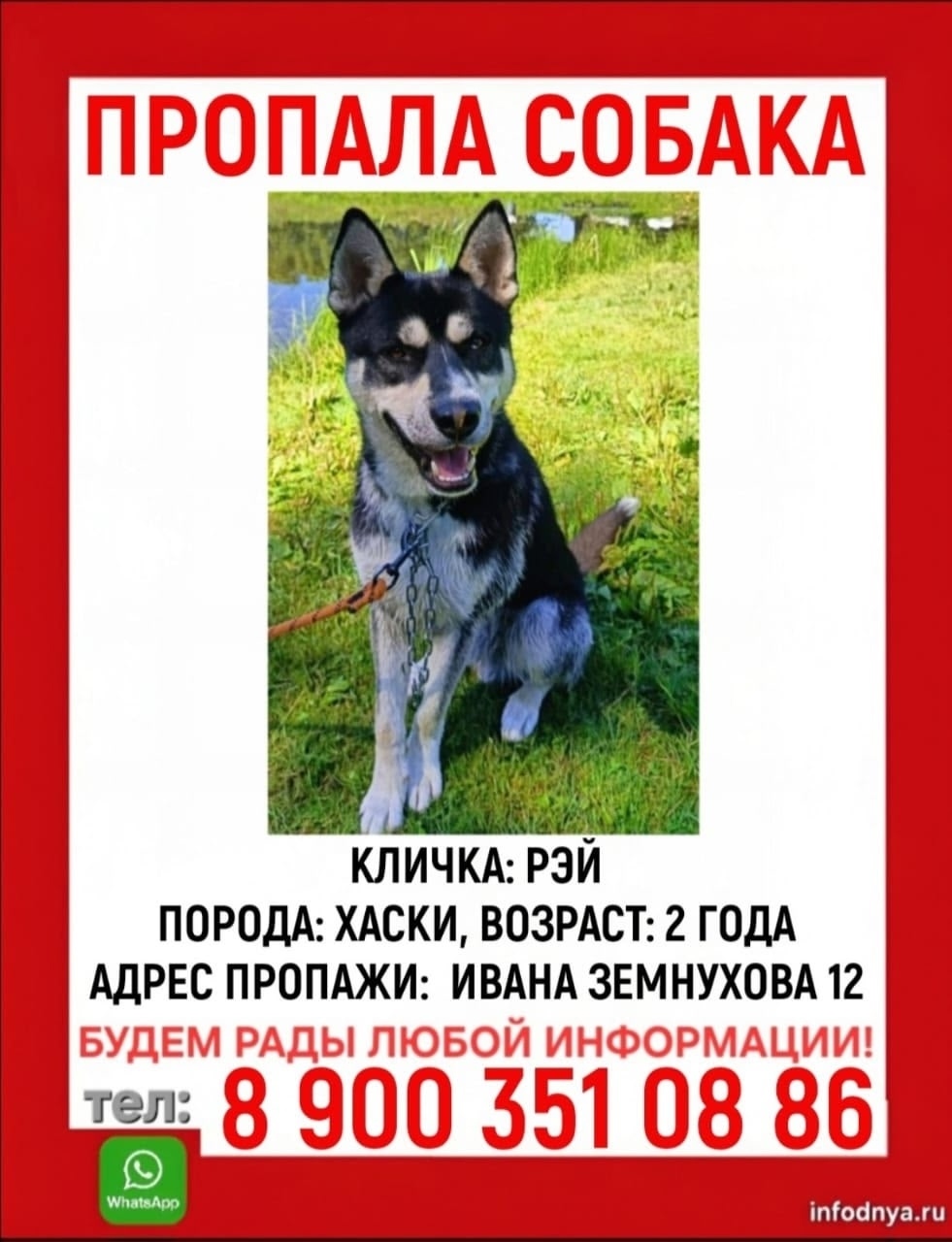 Найдена собака в Калининграде — фото объявления