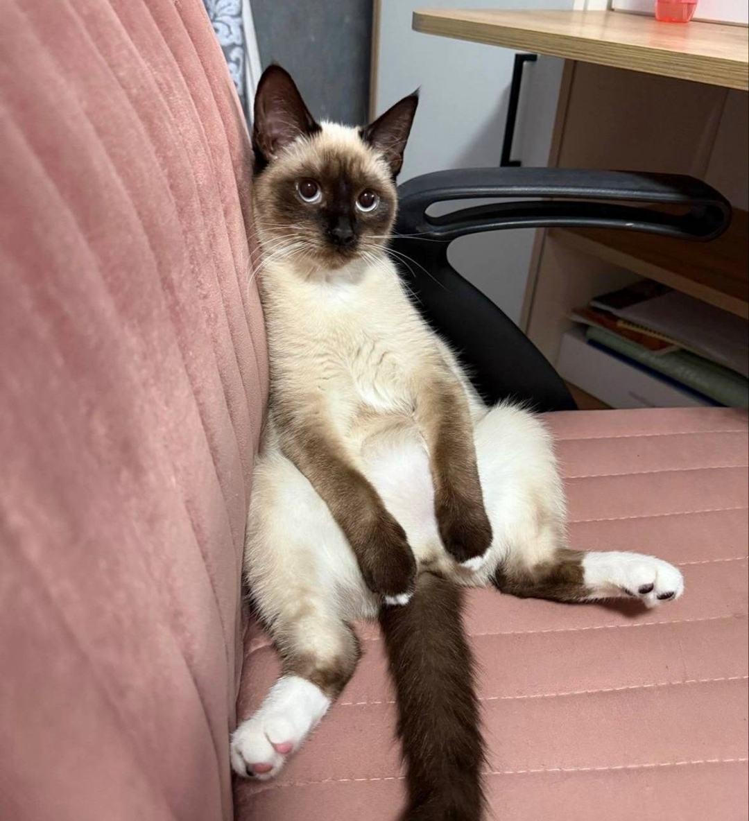 Найдена собака в Калининграде — фото объявления