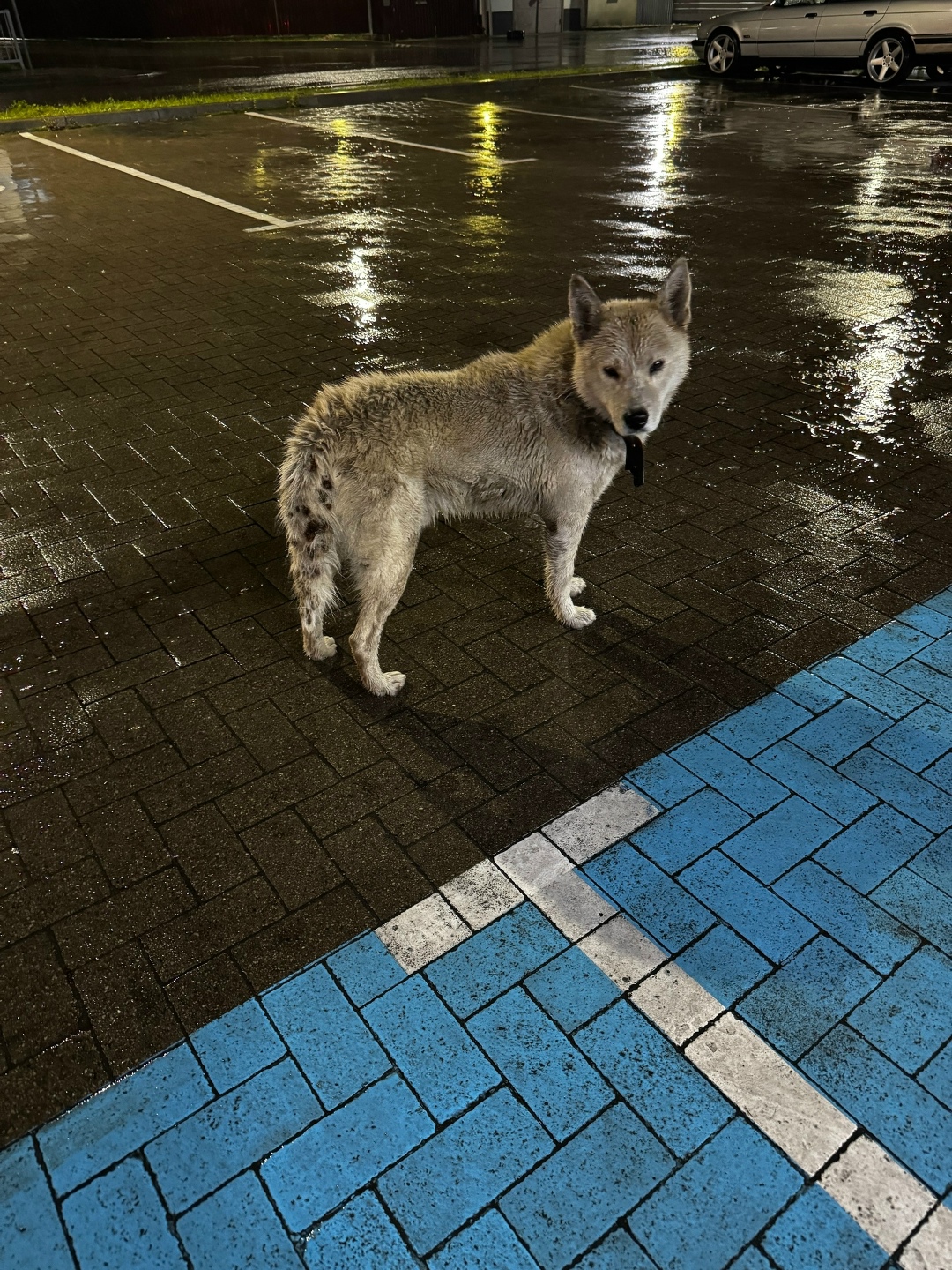 Найдена собака в Калининграде — фото объявления