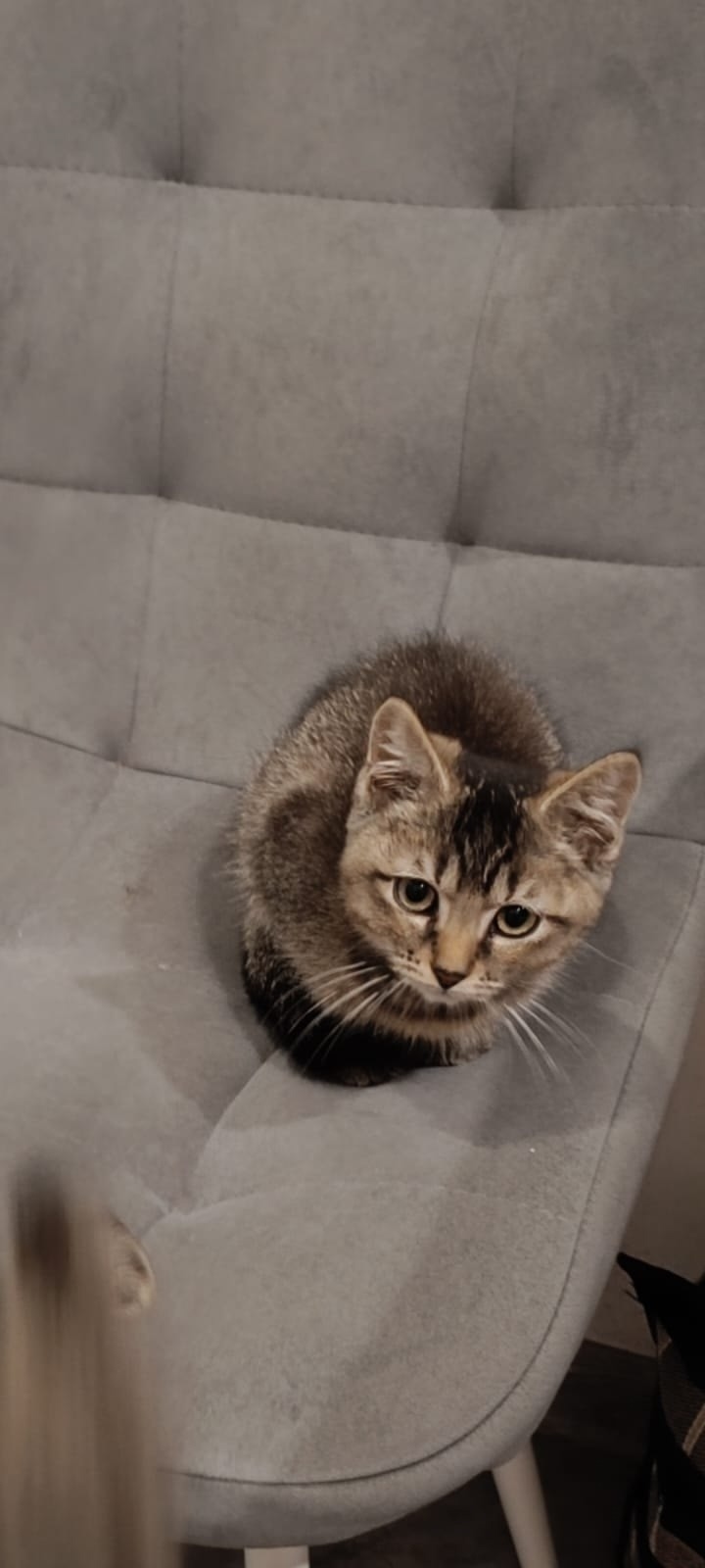 Найдена собака в Калининграде — фото объявления