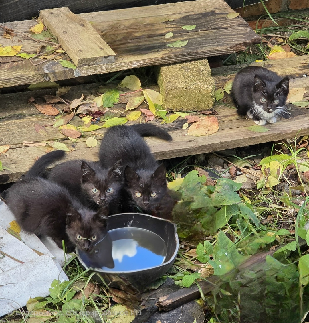 Найдена собака в Калининграде — фото объявления