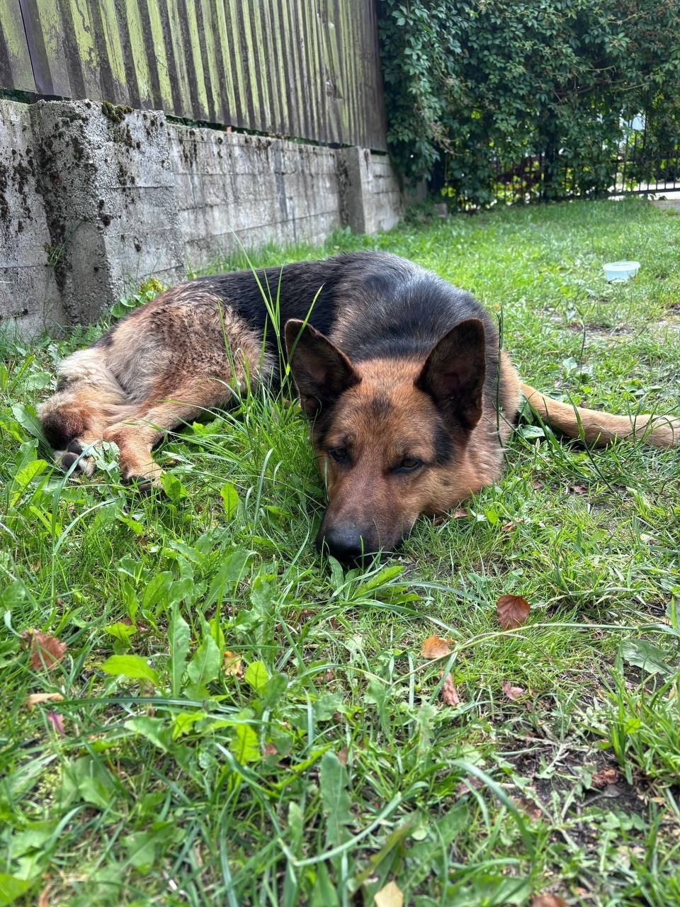 Найдена собака в Калининграде — фото объявления