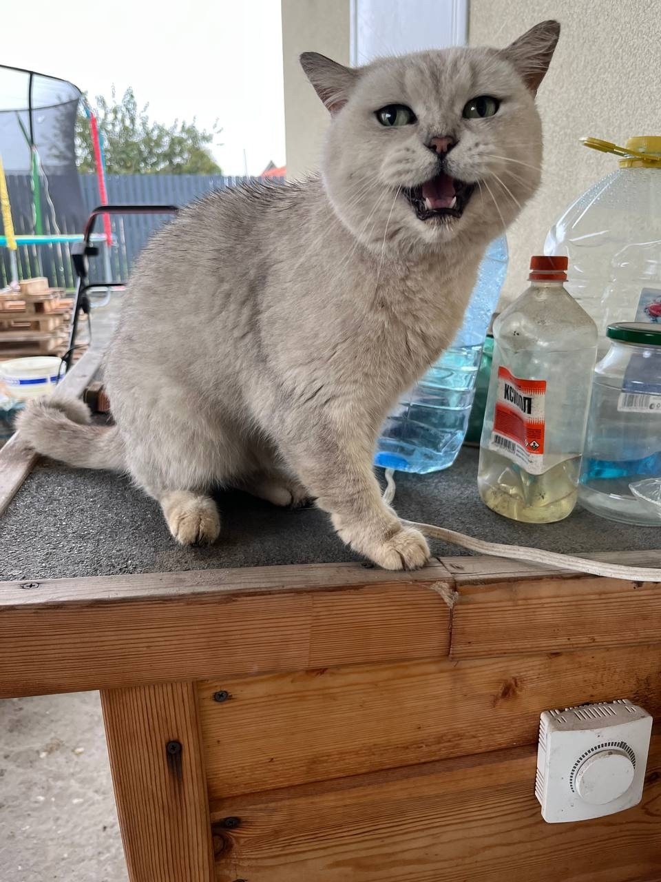 Найдена собака в Калининграде — фото объявления