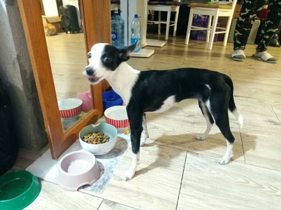 Найдена собака в Калининграде — фото объявления