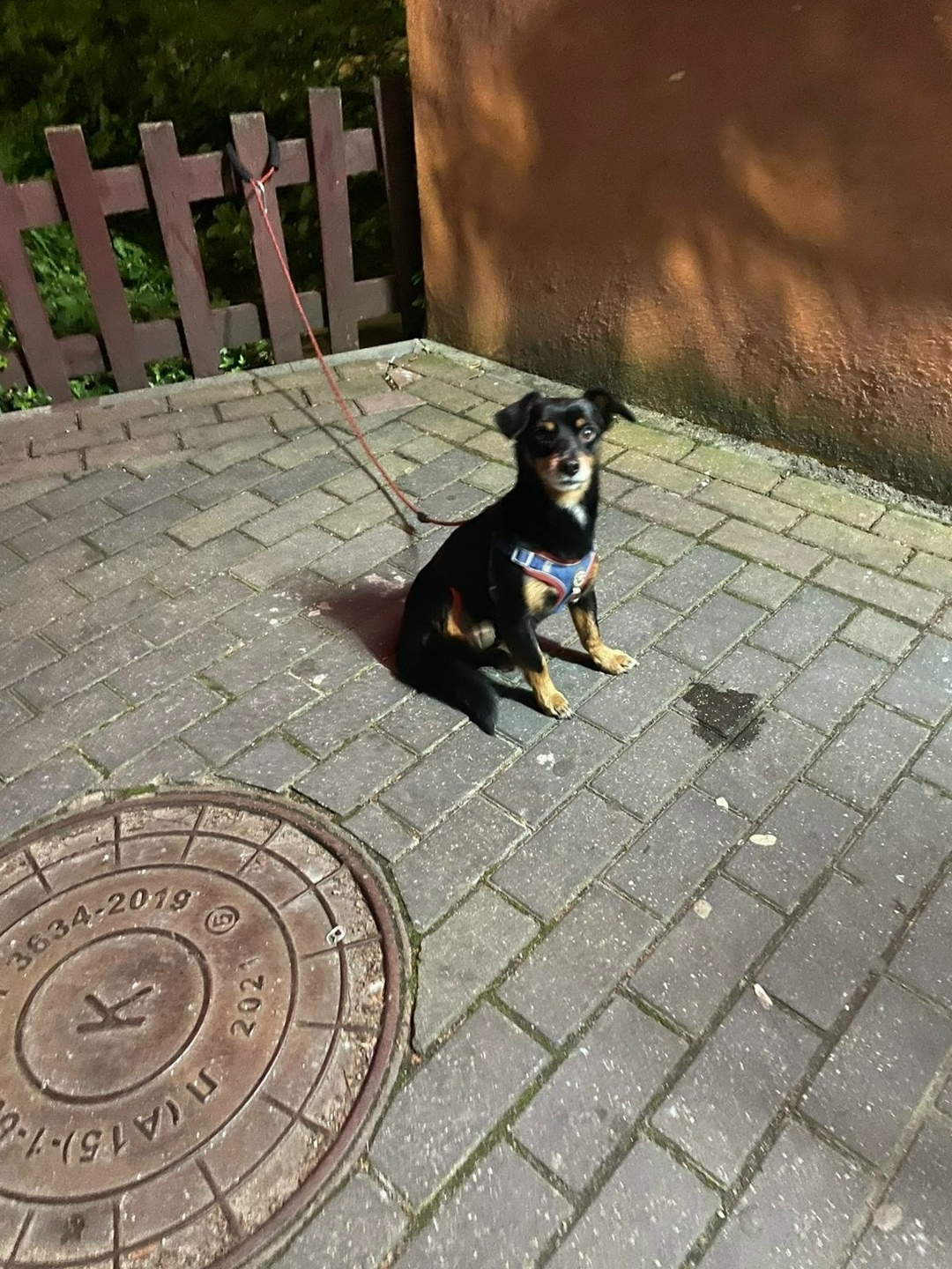 Найдена собака в Калининграде — фото объявления