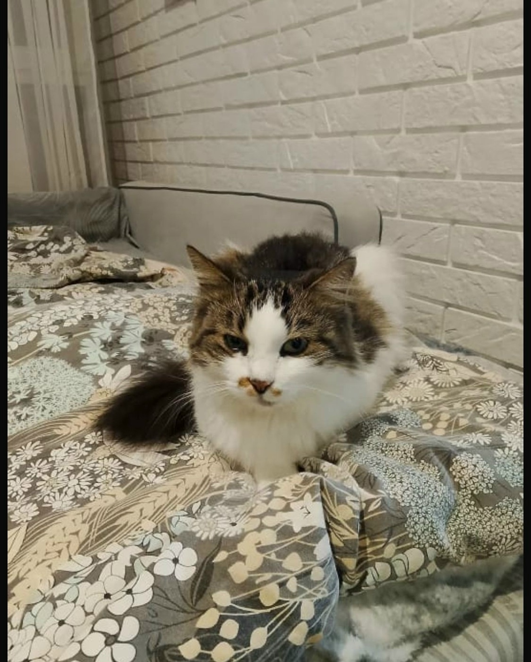 Найдена собака в Калининграде — фото объявления