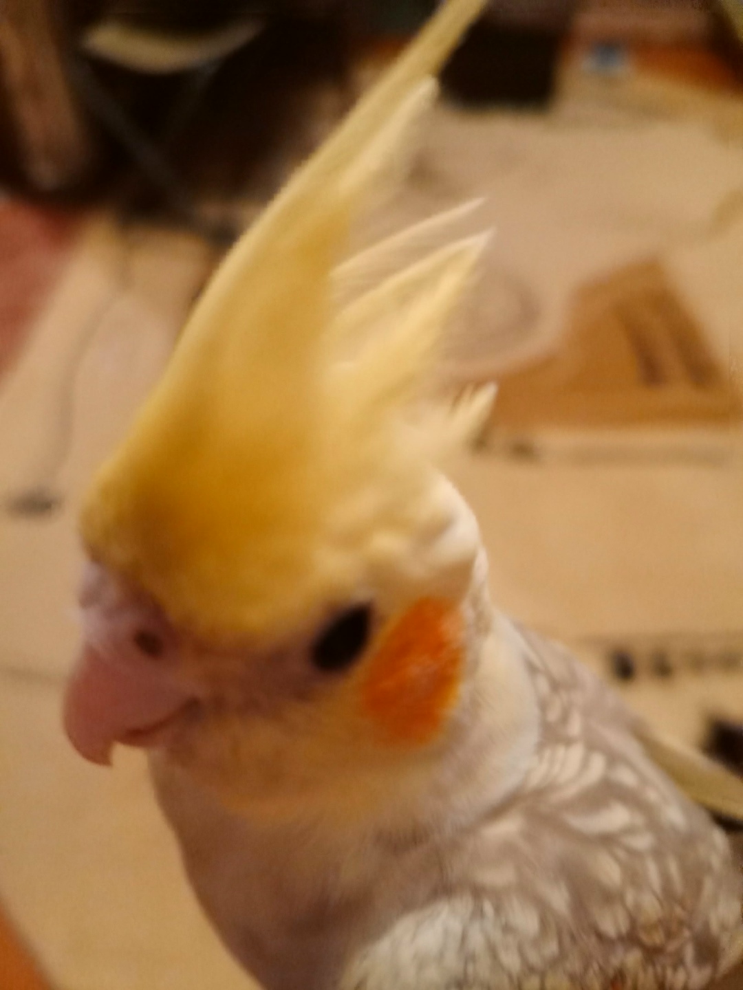 Найдена собака в Калининграде — фото объявления