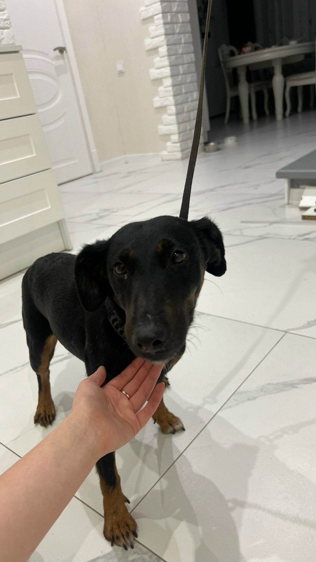 Найдена собака в Калининграде — фото объявления