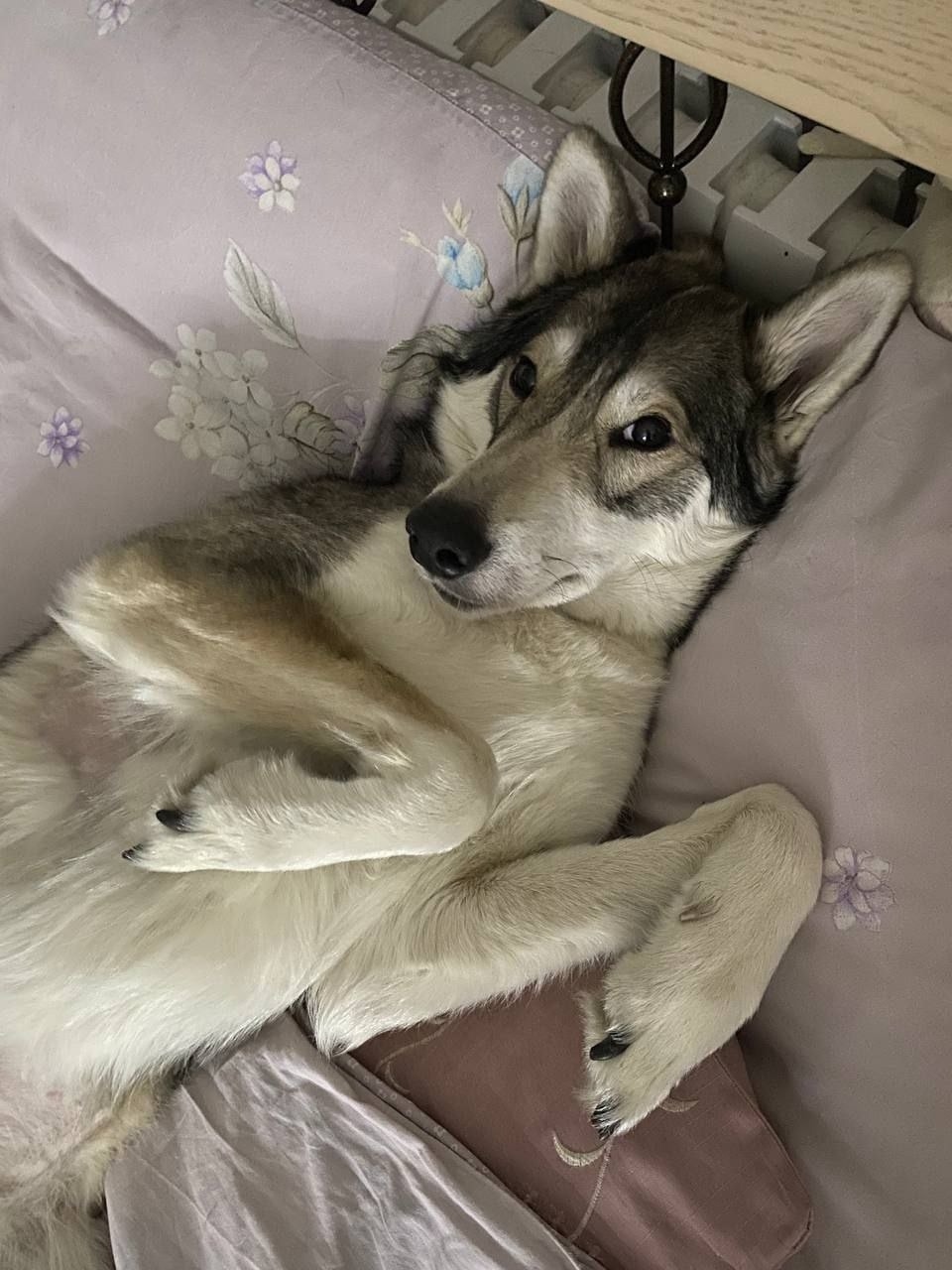 Найдена собака в Калининграде — фото объявления