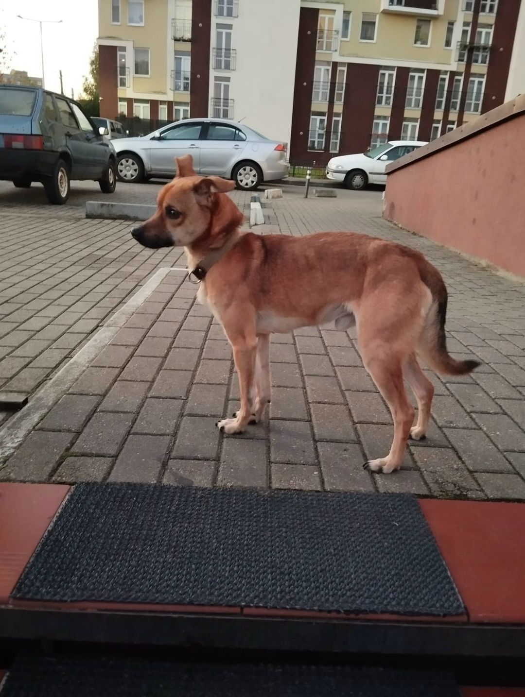 Найдена собака в Калининграде — фото объявления