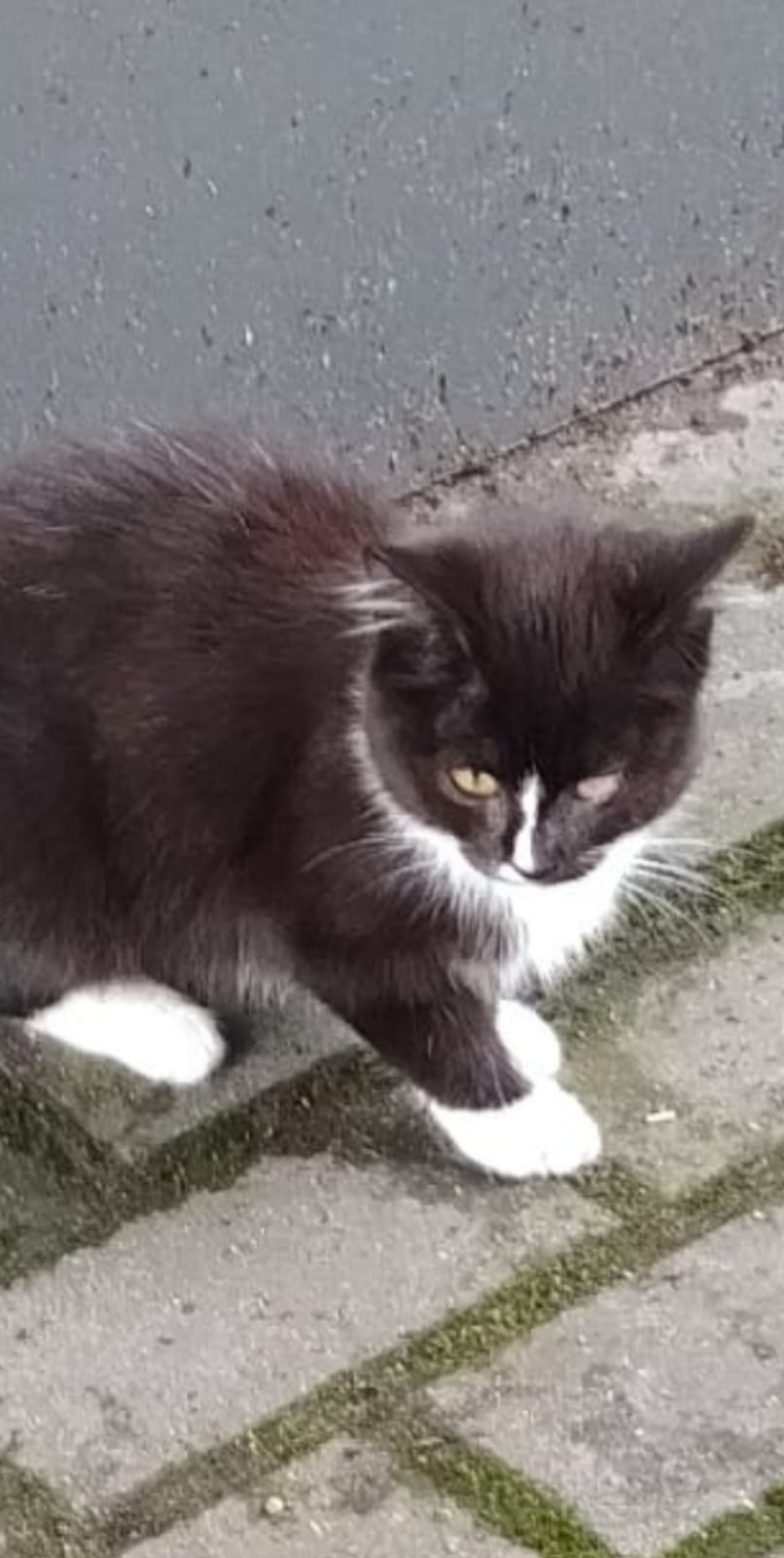 Найдена собака в Калининграде — фото объявления