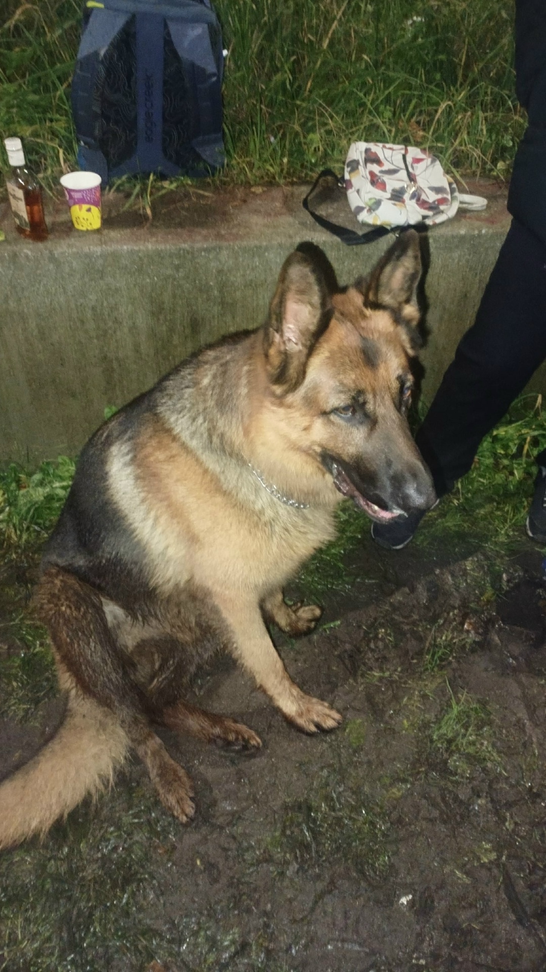 Найдена собака в Калининграде — фото объявления