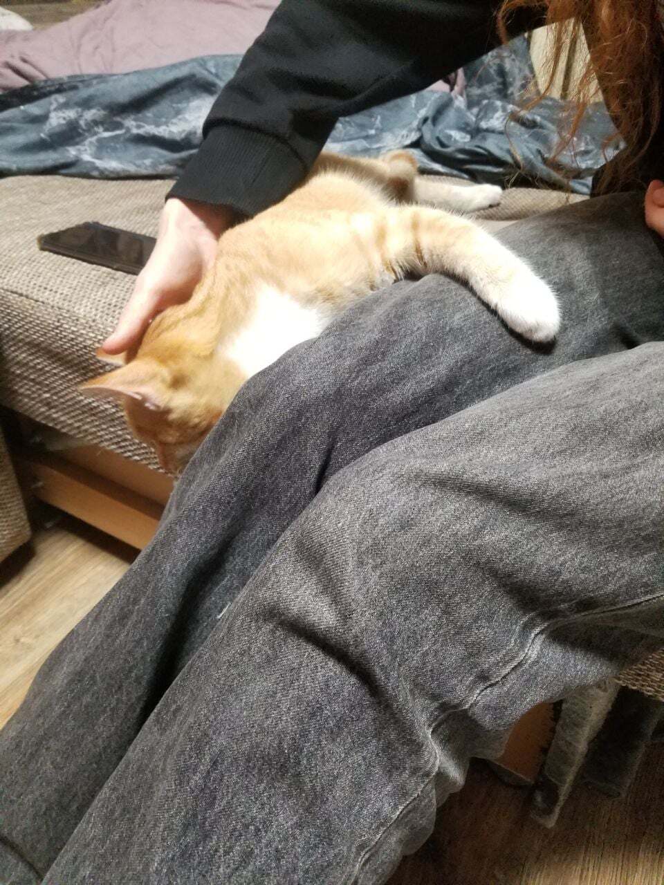 Найдена собака в Калининграде — фото объявления