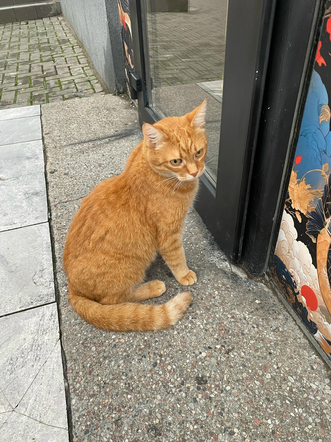 Найдена собака в Калининграде — фото объявления