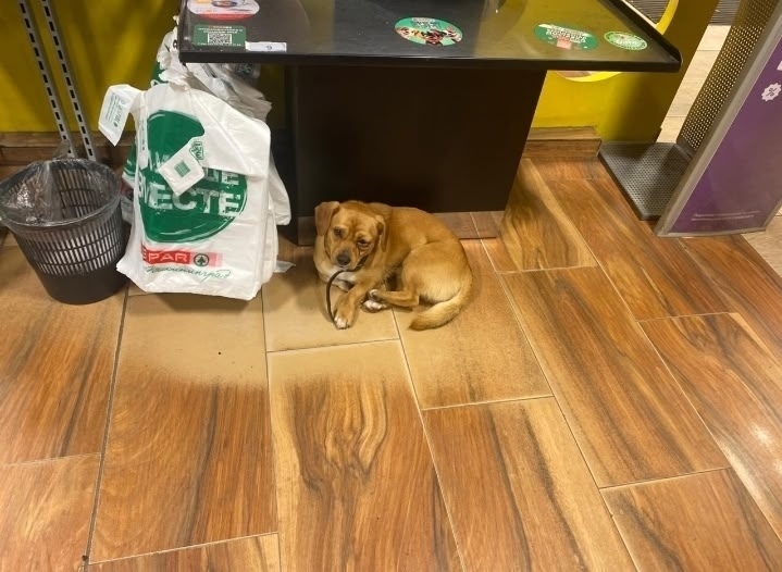 Найдена собака в Калининграде — фото объявления