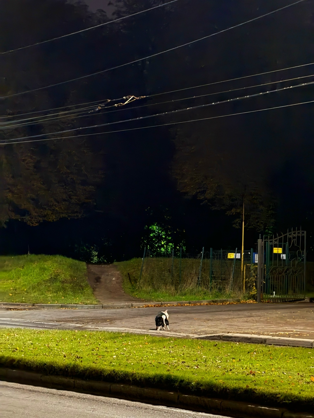 Найдена собака в Калининграде — фото объявления