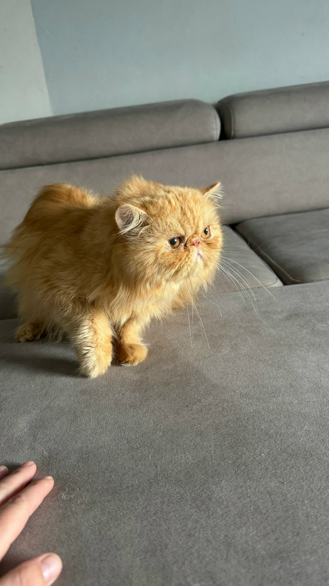 Найдена собака в Калининграде — фото объявления