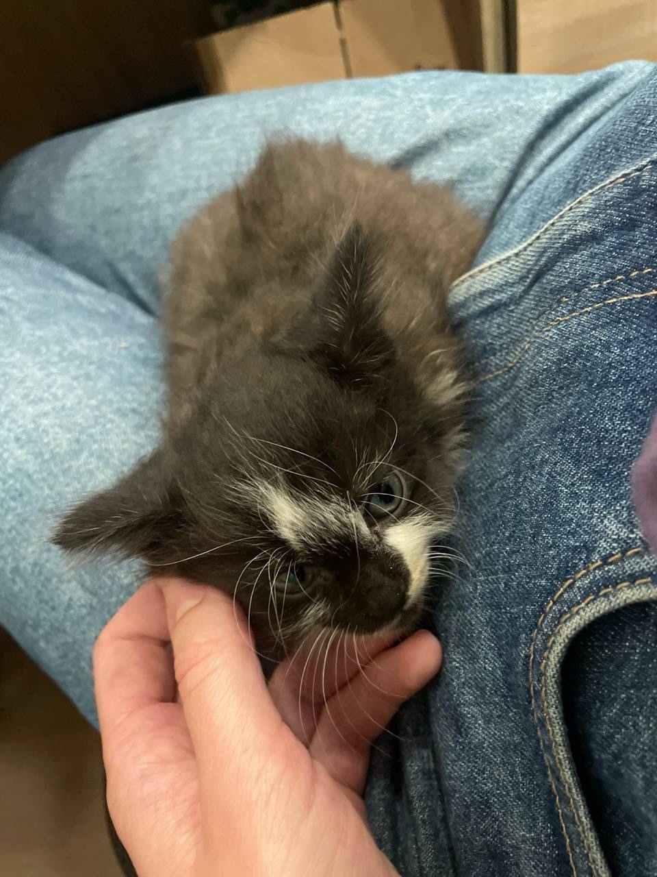 Найдена собака в Калининграде — фото объявления