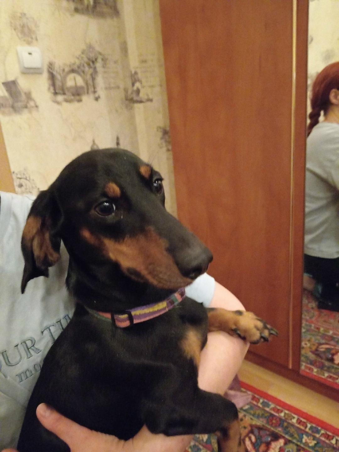 Найдена собака в Калининграде — фото объявления