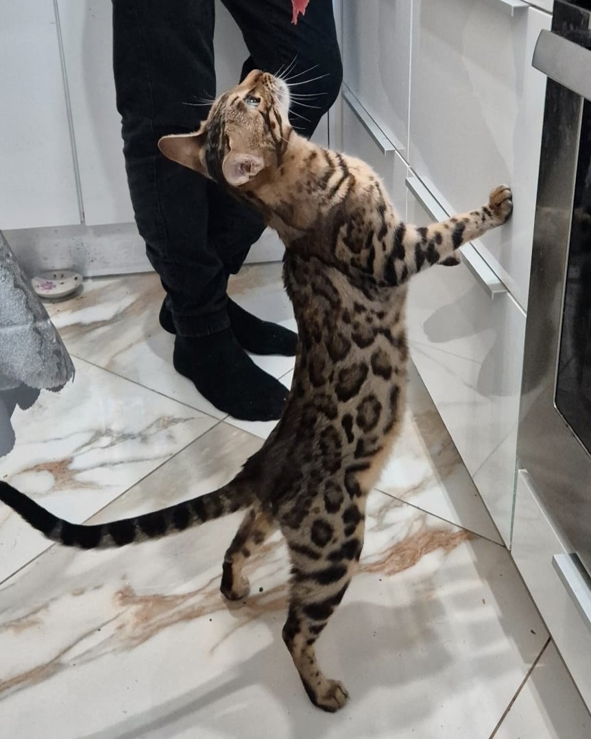 Найдена собака в Калининграде — фото объявления