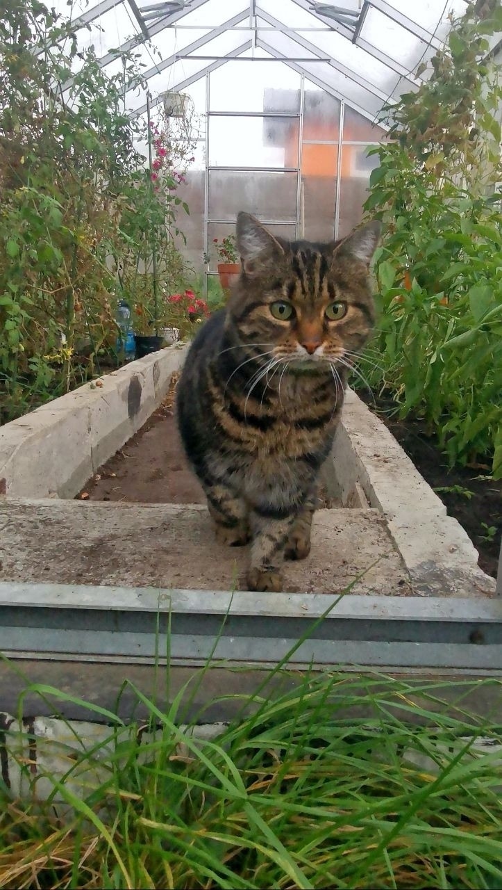 Найдена собака в Калининграде — фото объявления