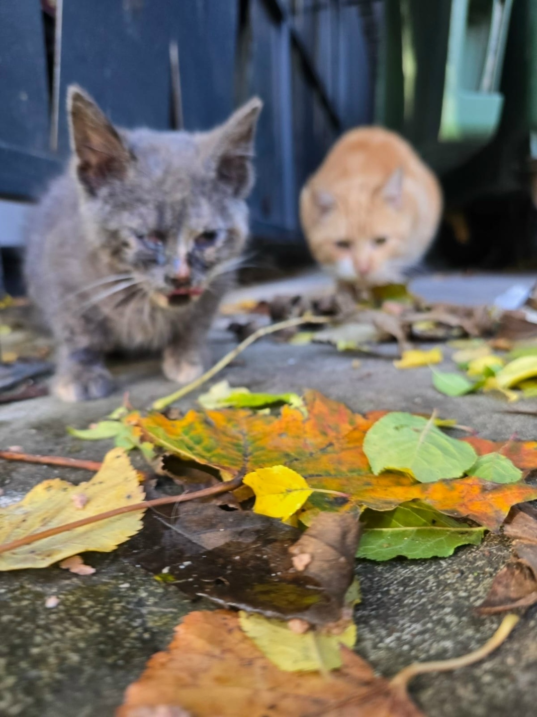 Найдена собака в Калининграде — фото объявления