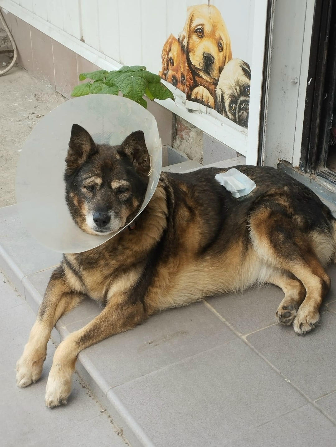 Найдена собака в Калининграде — фото объявления