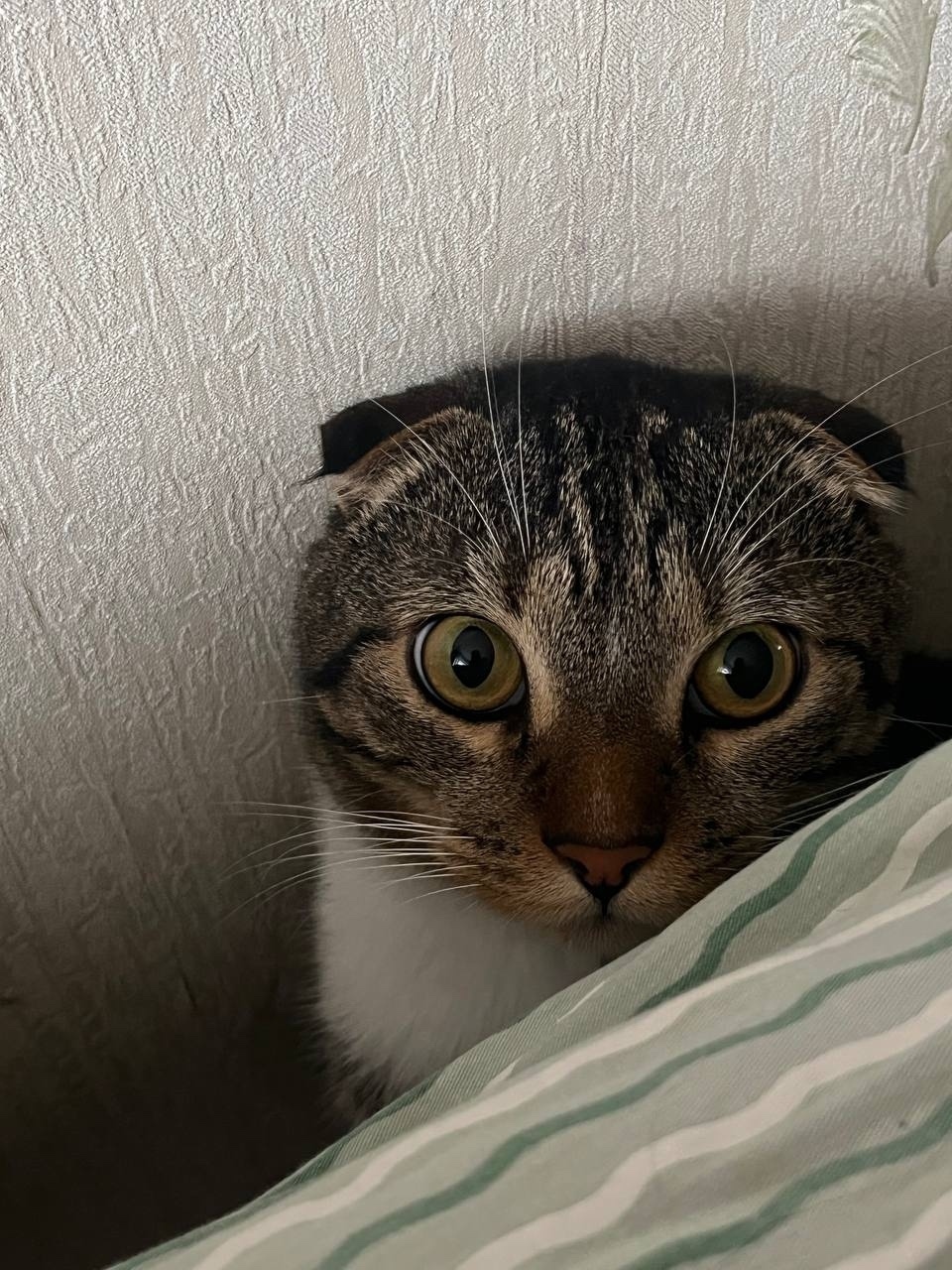 Найдена собака в Калининграде — фото объявления