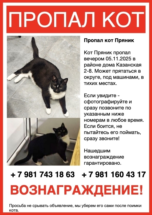 Найдена собака в Калининграде — фото объявления