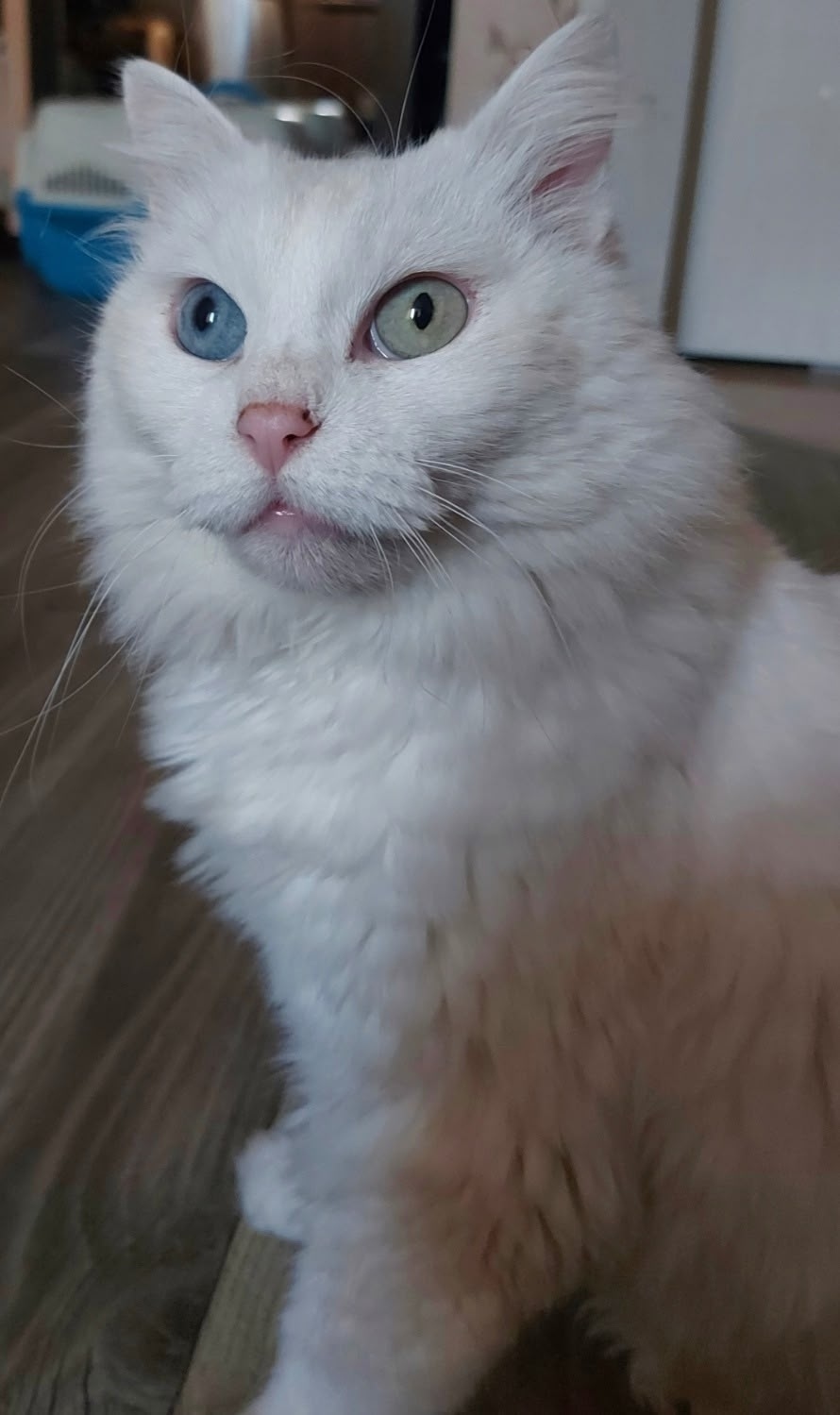 Найдена собака в Калининграде — фото объявления