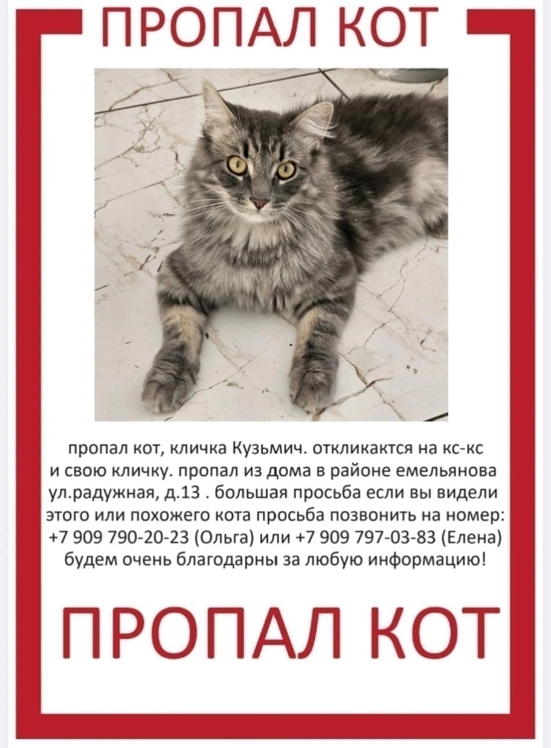 Найдена собака в Калининграде — фото объявления