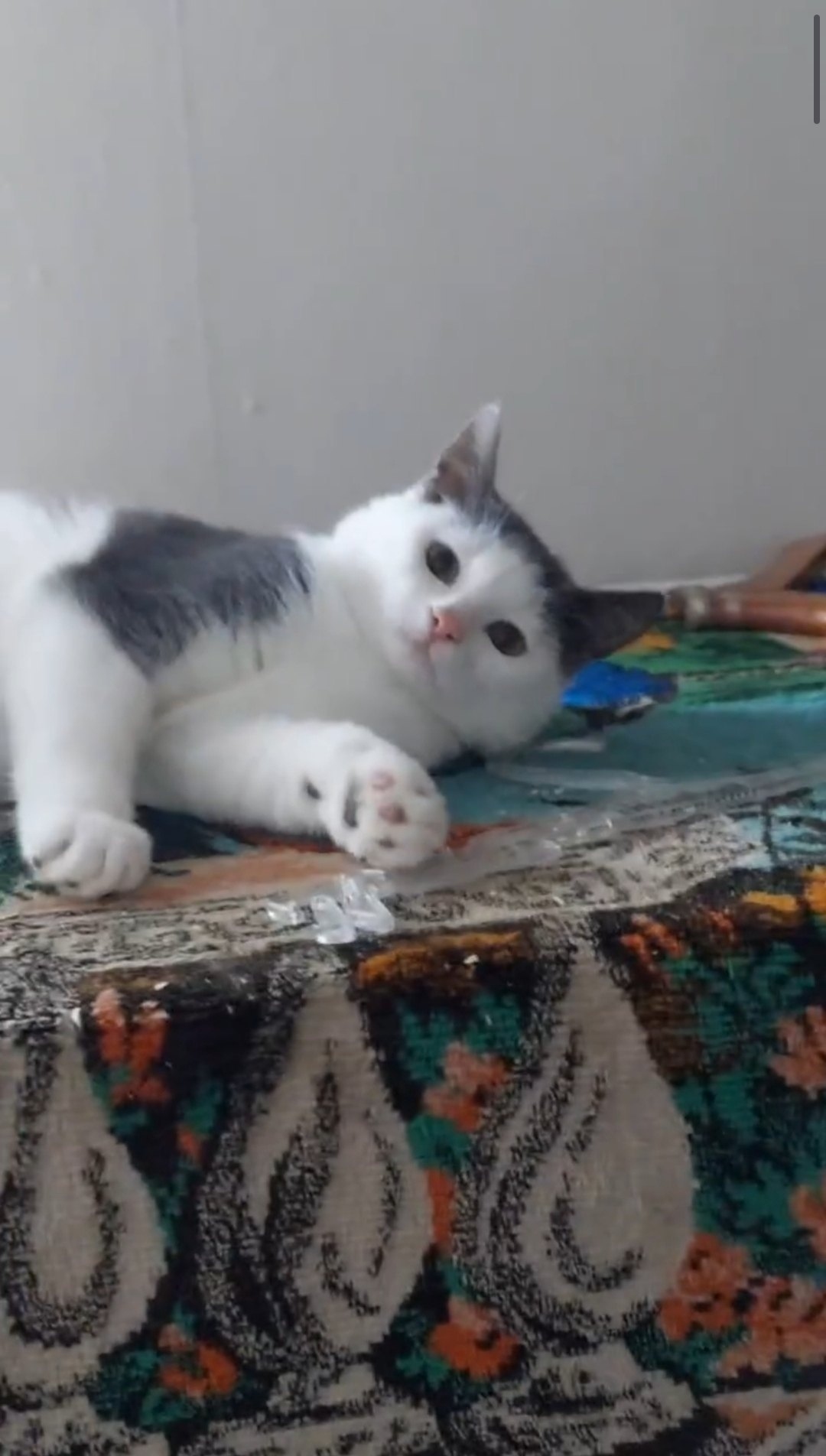 Найдена собака в Калининграде — фото объявления