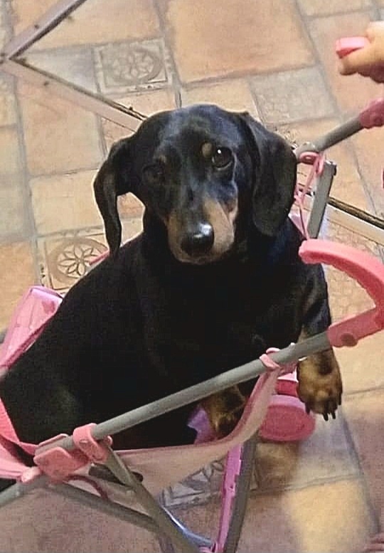 Найдена собака в Калининграде — фото объявления