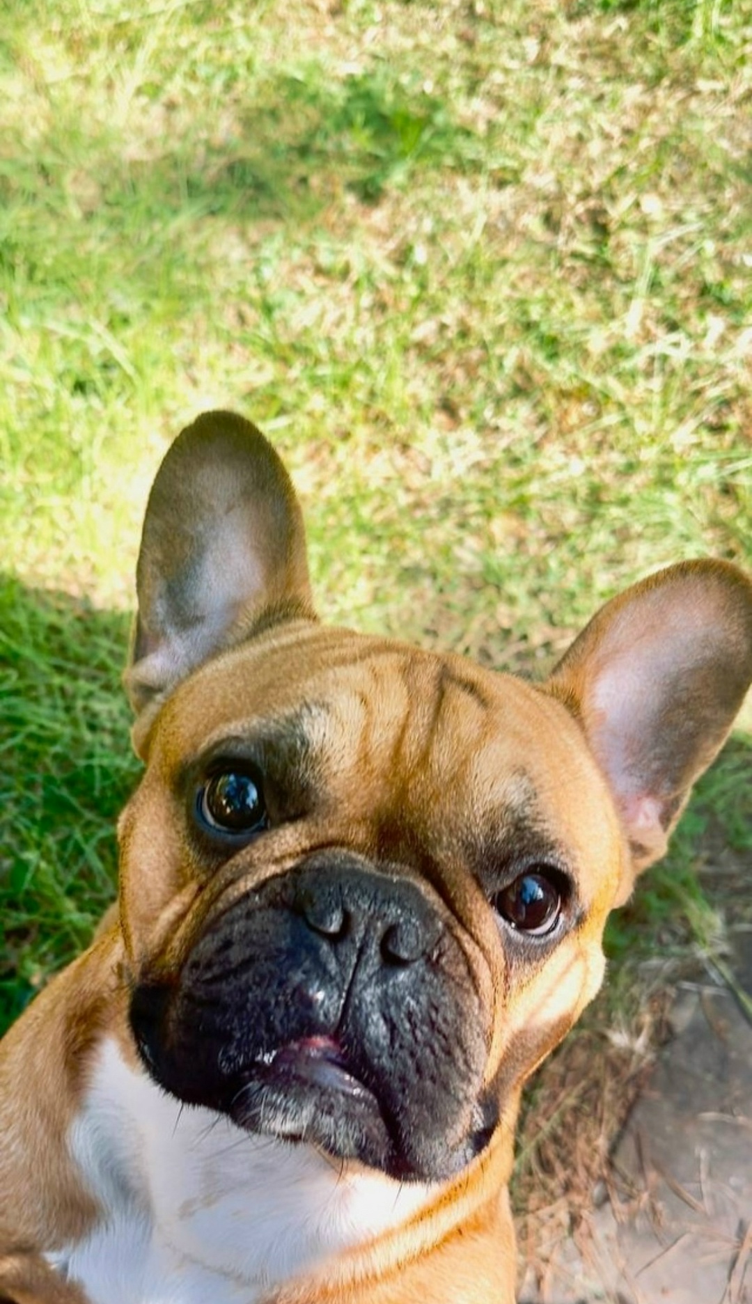 Пропала собака в Калининграде — фото объявления