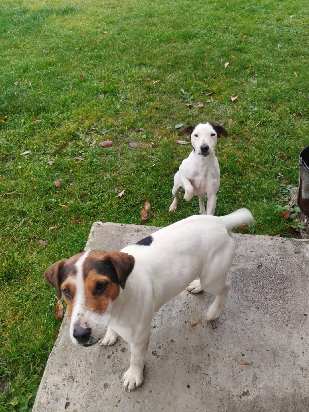 Найдена собака в Калининграде — фото объявления