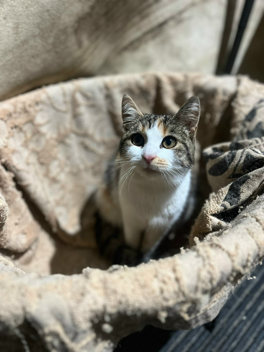 Найдена собака в Калининграде — фото объявления