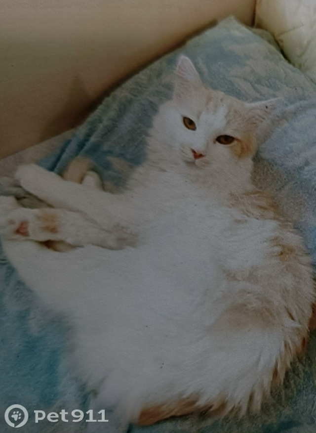 Найдена собака в Калининграде — фото объявления