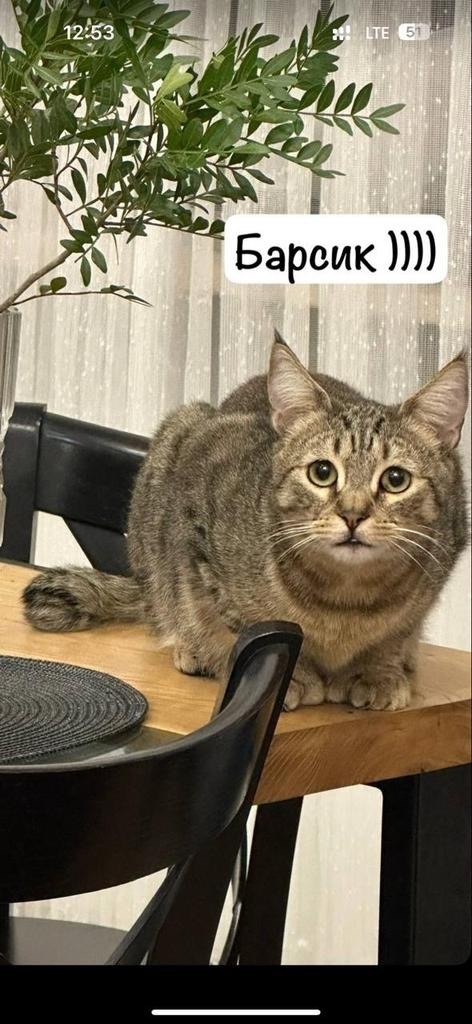 Пропала кошка в Калининграде — фото объявления