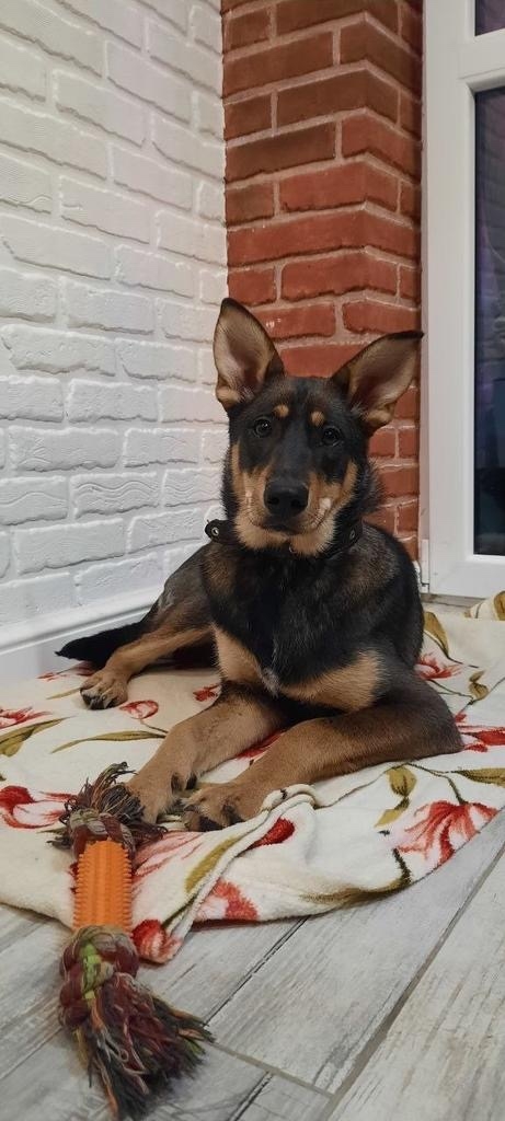 Найдена собака в Калининграде — фото объявления